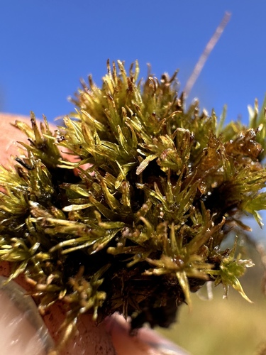 Image of Meesia uliginosa by (c) Matt Berger, some rights reserved (CC BY)