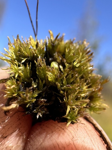 Image of Meesia uliginosa by (c) Matt Berger, some rights reserved (CC BY)
