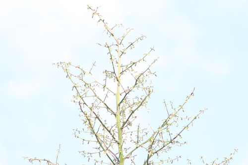 Furcraea cabuya