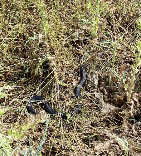 Blue-bellied Black Snake sighting