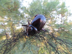 Oryctes nasicornis grypus