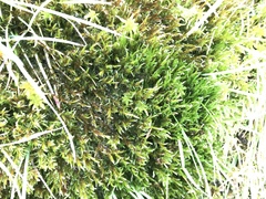 Warnstorfia fluitans