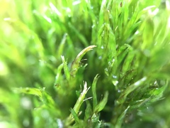 Warnstorfia fluitans