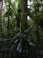 Guzmania triangularis
