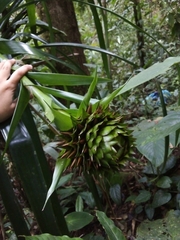 Guzmania triangularis
