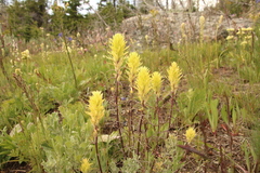 Castilleja cervina