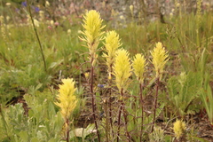 Castilleja cervina