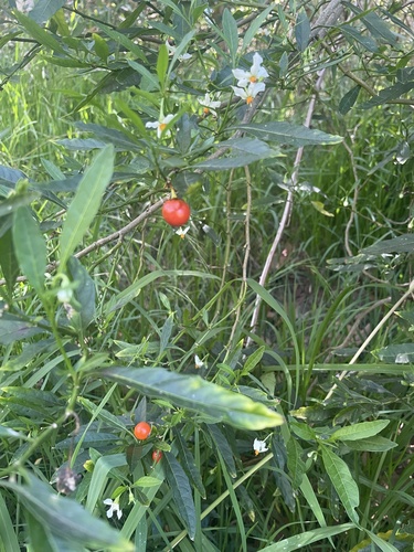 Solanum pseudocapsicum observed 2024-10-14