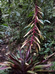 Tillandsia fendleri