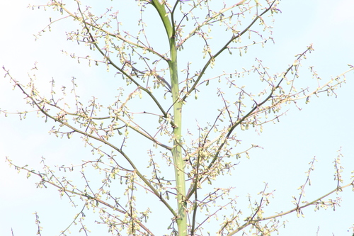 Furcraea cabuya