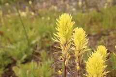 Castilleja cervina