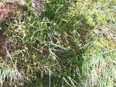 Warnstorfia fluitans