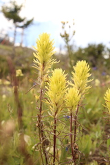 Castilleja cervina