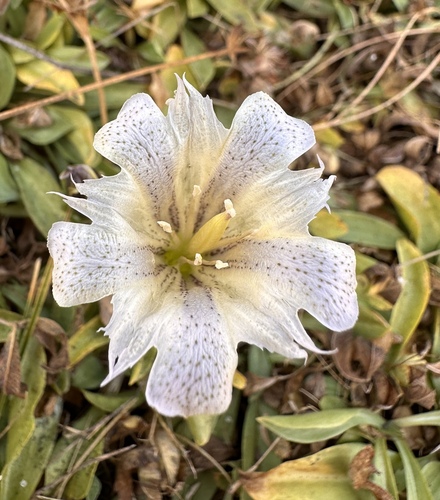 Image of Gentiana newberryi by (c) Matt Berger, some rights reserved (CC BY)