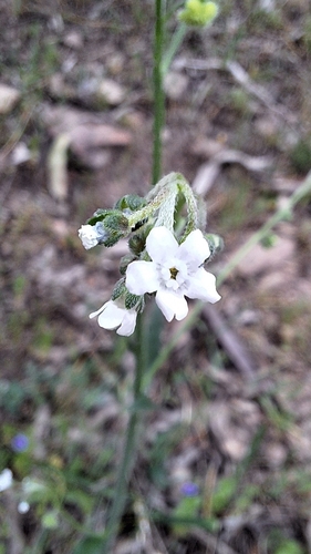 Cynoglossum australe (Cynoglossum australe)