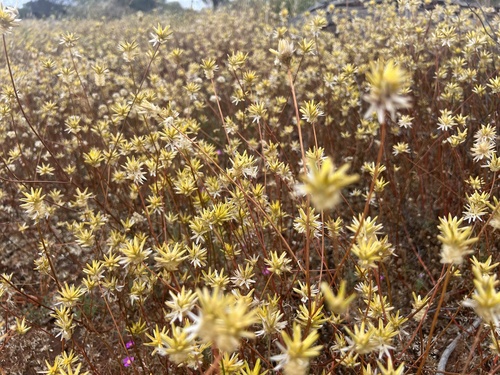 Image of Ptilotus gaudichaudii by (c) Katherine Parys, some rights reserved (CC BY)