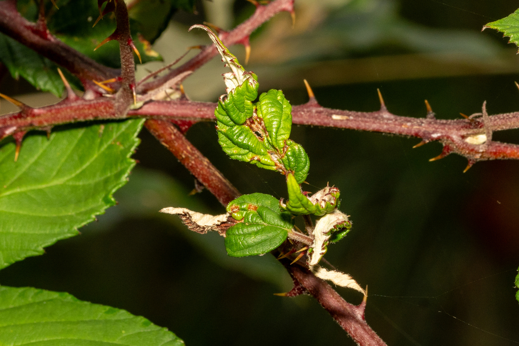 Blackberry Leaf Midge