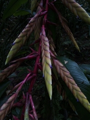 Tillandsia fendleri