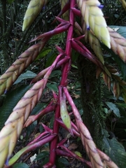 Tillandsia fendleri