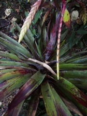 Tillandsia fendleri