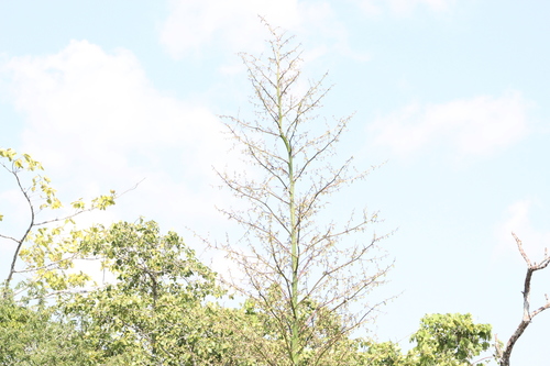 Furcraea cabuya