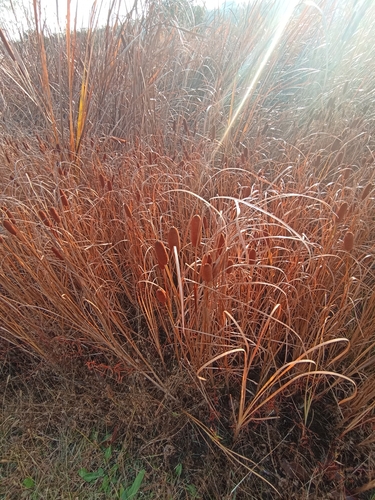 Image of Typha laxmannii by (c) Светлана Князева, some rights reserved (CC BY)