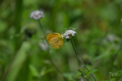 Pyrisitia dina