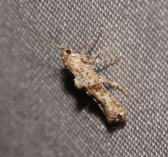 Ochromolopis ramapoella