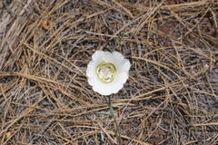 Calochortus ambiguus