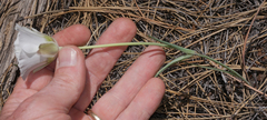 Calochortus ambiguus