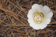 Calochortus ambiguus