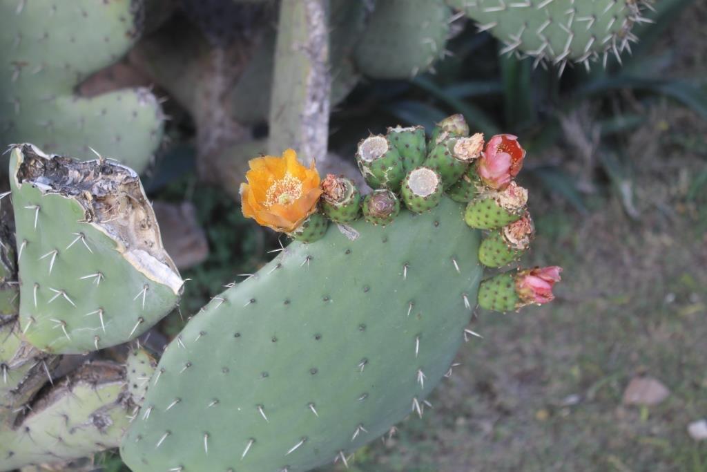 Opuntia albicarpa 'Reyna' (San Martin Giant Prickly Pear)