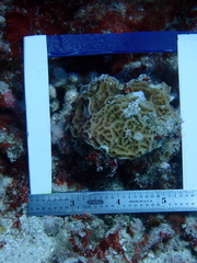 Agaricia humilis