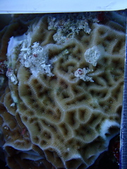 Agaricia humilis