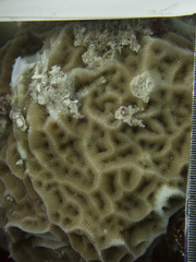 Agaricia humilis