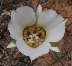 Calochortus ambiguus