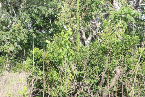 Furcraea cabuya
