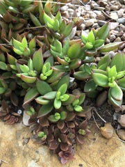 Lenophyllum texanum