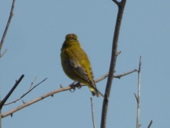 Chloris chloris