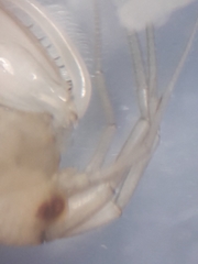 Gammarella fucicola