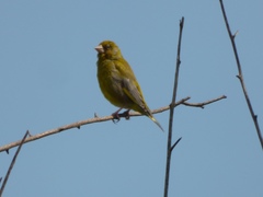 Chloris chloris