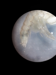Gammarella fucicola