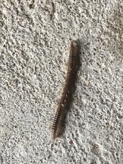 Eugnatha