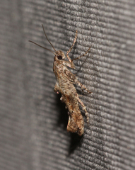 Ochromolopis ramapoella