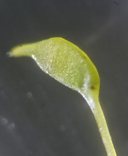 Image of Dichodontium pellucidum by (c) Helen Waterman, some rights reserved (CC BY)