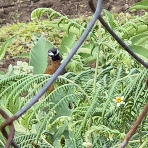 Charlatán de Los Nilgiris (Montecincla cachinnans)