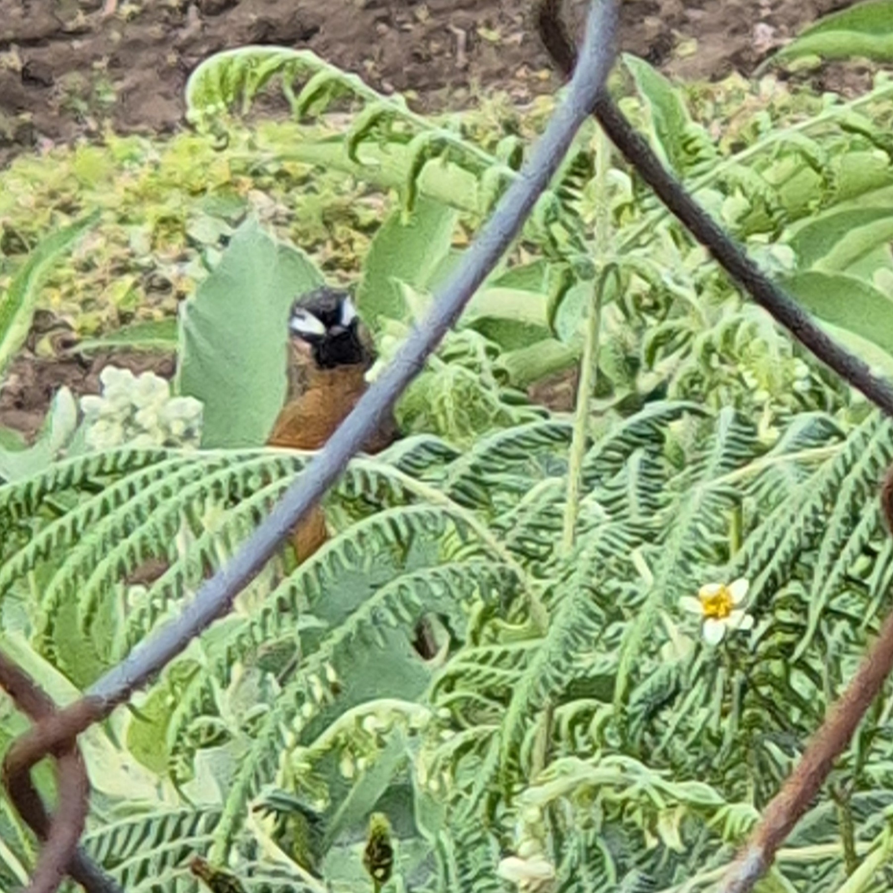 Nilgiri Laughingthrush illustration