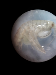 Gammarella fucicola