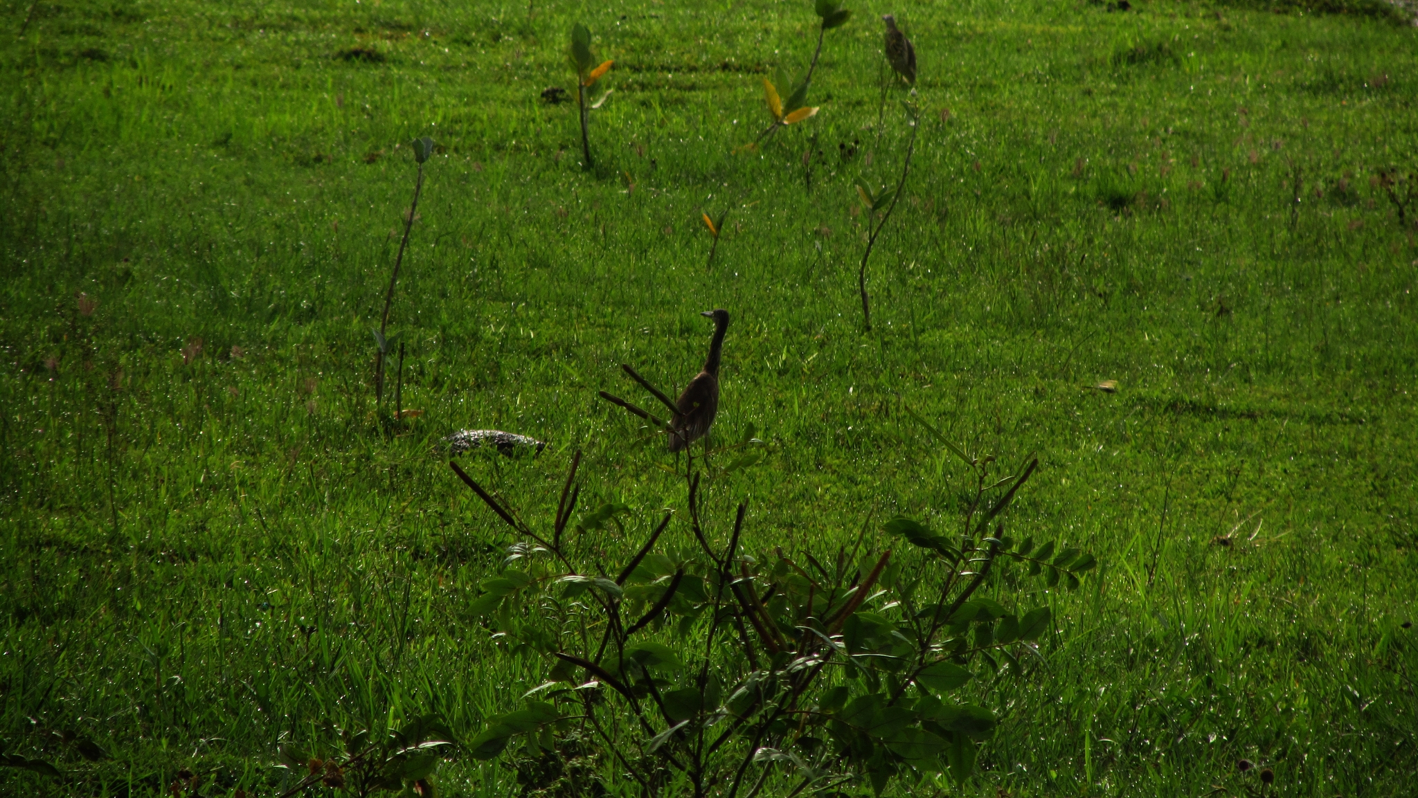 Indian Pond Heron