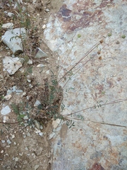 Sanguisorba minor balearica